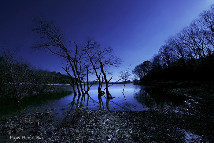 湖に立つ木２.jpg