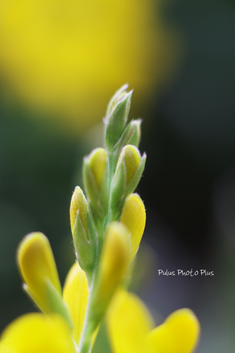 黄色の花.jpg